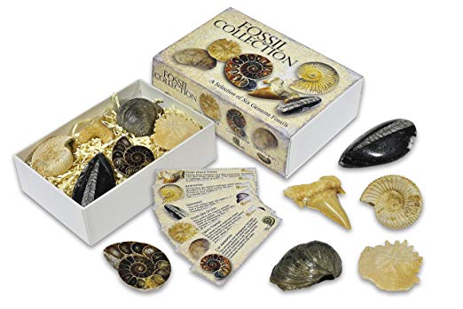 Fossil Collection Box.