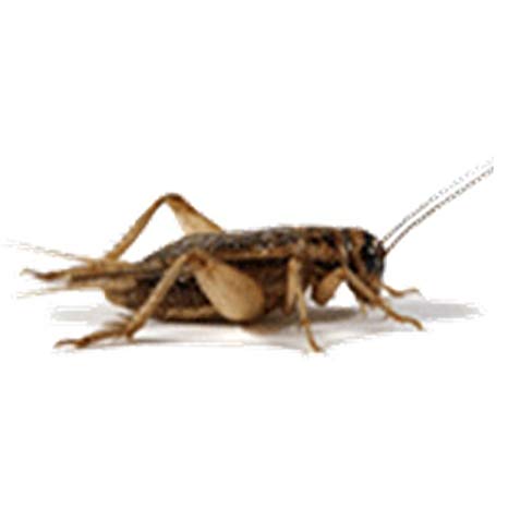 100 Live Crickets, Large Size - Original Brown Crickets