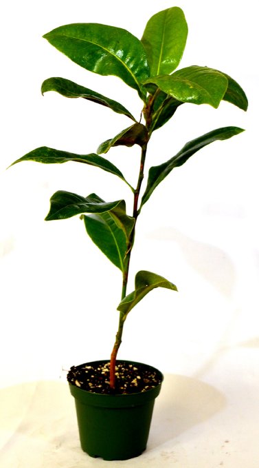 9GreenBox - Southern Magnolia Tree - 4 Pot