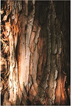 Trademark Fine Art Tree Bark by Philippe Sainte Laudy, 12x19, Multiple