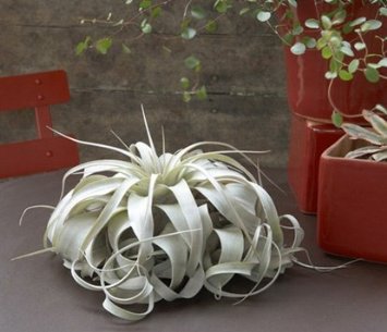 Large Air Plants - Large Xerographica Air Plants - The Queen of Air Plants - Big 6 to 10 inch air plants - 30 Day Guarantee - Free Shipping for Air Plant Shop orders over $45 - Free air plant care PDF ebook with order