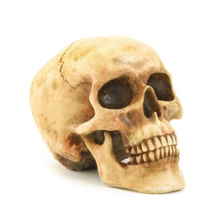 Gifts & Decor Grinning Realistic Replica Human Skull Home Statue
