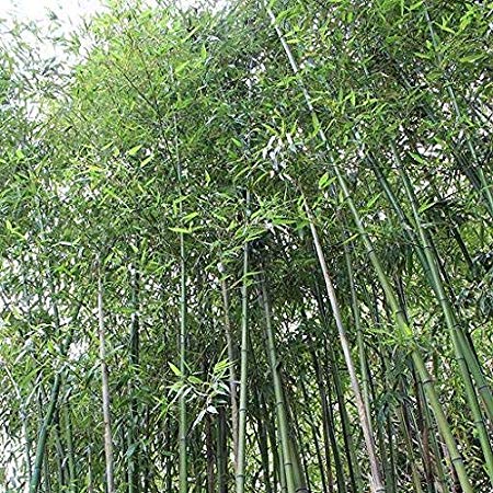 50  Fresh Giant Japanese Timber Bamboo Seeds Phyllostachys Bambusoids Active