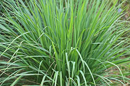 Lemongrass Seeds - 100 Seeds - Easy to Grow Herb - Ships from Iowa, Made in USA - Grow Lemon Grass