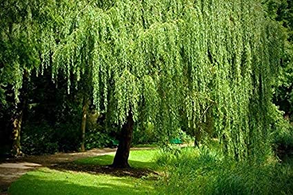 4 Golden Weeping Willow Trees - Live Plants - Beautiful Arching Canopy