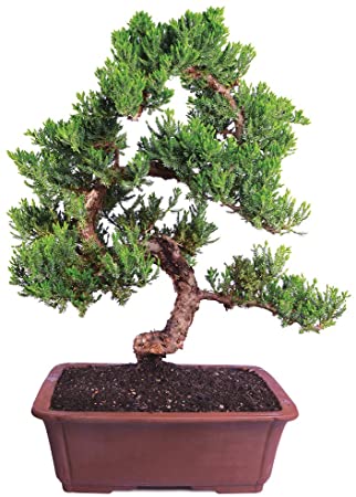 Brussel's Live Green Mound Juniper Outdoor Bonsai Tree - 6 Years Old; 14" to 18" Tall with Decorative Container - Not Sold in California