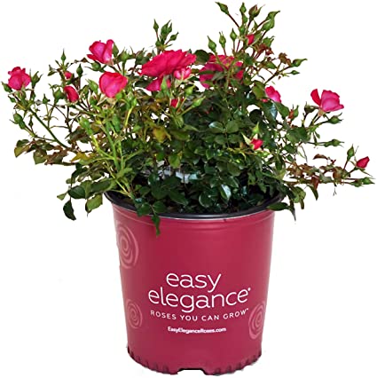 Easy Elegance Roses - Rosa Paint The Town (Rose) Rose, red flowers, #2 - Size Container