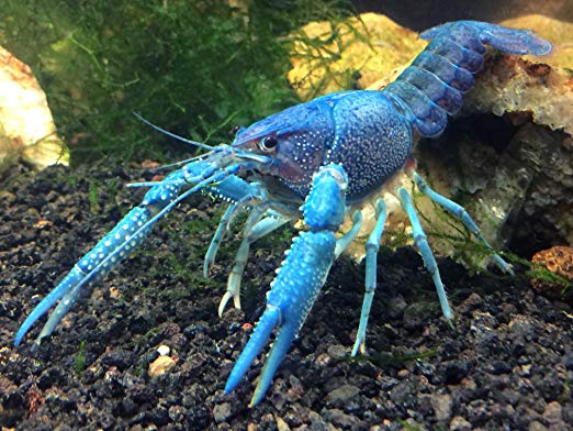 1 Live Electric Blue Crayfish/Freshwater Lobster (2  Inch Young Adult) by Aquatic Arts