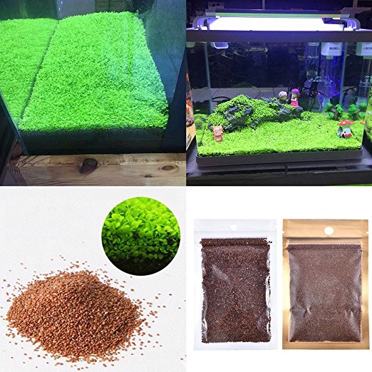 Aquarium Plants Seeds Aquatic Double Leaf Carpet Water Grass, for Fish Tank Rock Lawn Garden Decor
