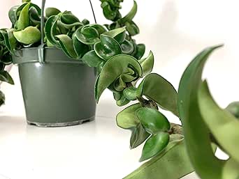 Hoya Compacta aka Hoya Hindu Rope Available in 2", 4", and 6" Pot Live Hoya Plant Captivating Vine Plant for Air-Purifying