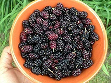 Black Mulberry - Morus nigra - 50  Seeds - Heirloom!