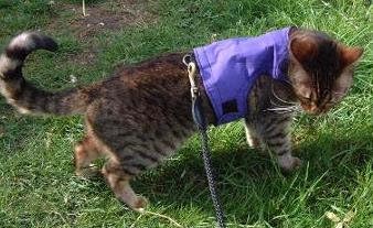 Mynwood Cat Jacket/Harness Purple Adult Cat