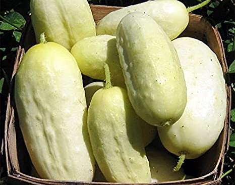 30  White Wonder Sweet Cucumber Seeds, Heirloom Non-GMO, a.k.a. Albino, Ivory King, Jack Frost, Landreth's White Slicing. from USA