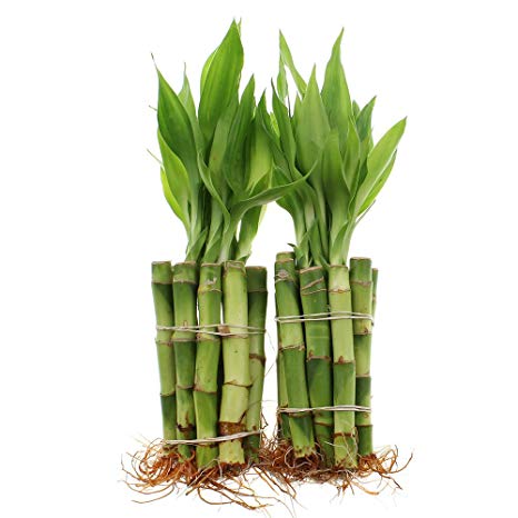 NW Wholesaler - 4” Straight Lucky Bamboo Bundle of 20 Stalks