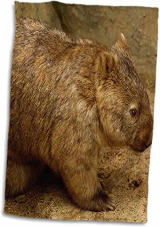 3D Rose Common Wombat-Baby in Pouch-Captive-Australia-Au01 Pox0183-Pete Oxford Hand/Sports Towel, 15 x 22