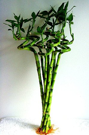 Betterdecor-10 Stalks of 18 Inches Spiral Lucky Bamboo, Exclusive Design By Betterdecor