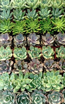 Stunning Succulent Rosettes from Shop Succulents Licensed Nursery 20