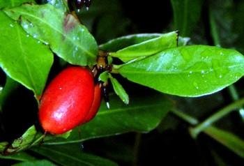 3 Miracle Fruit Seeds - Turn Sour to Sweet - Synsepalum Dulcificum