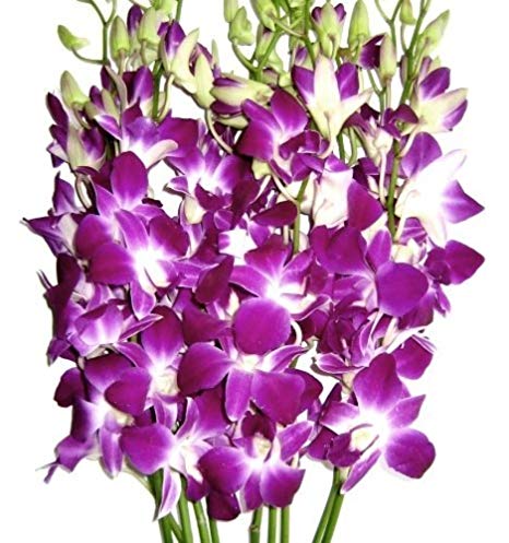Fresh Orchids- 10 Long Stemmed Purple Dendrobium