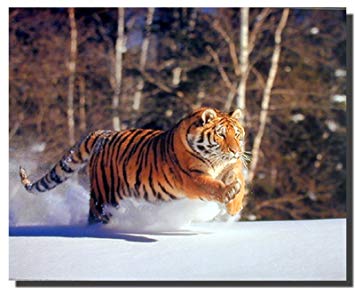 Wild Animal Wall Decor Siberian Tiger Running In Snow Art Print Posters (16x20)
