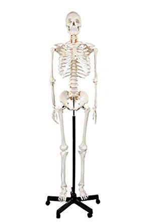 Axis Scientific Classic Human Skeleton with Study & Numbering Guide