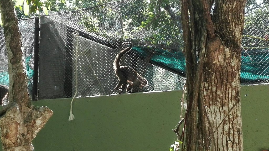 Akumal Monkey Sanctuary and Rescued Animals
