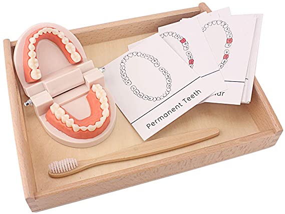 Montessori Kids Simulated Brush Tooth Toys with Recognition Cards Set Brushing Training Toy Basic Life Skill Practice Training