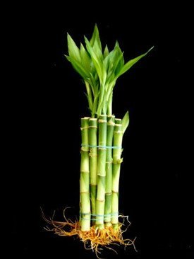 10 Stalks (1 Bundle) of 6" Straight Lucky Bamboo for Feng Shui or Gifts From Jm Bamboo
