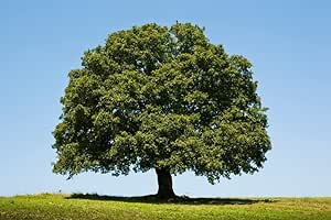 White Oak Tree Seeds for Planting | 10 Big Healthy Seeds | White Oak is Prized for Attractive Look and Wood