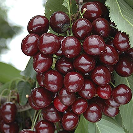 YouGarden Compact Sweet Cherry Bush Porthos, 3 Litre