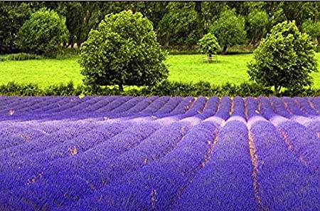 100  English Lavender Seeds Blue Purple Sweetly Fragrant Foliage Beautiful, Decorative! - from USA