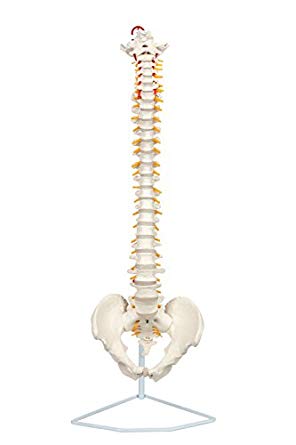 Axis Scientific Life Size Flexible Vertebral Column with Male Pelvis, Spinal Nerves and Arteries, Includes Metal Stand and 3 Year Warranty
