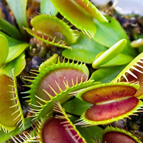 Venus Flytrap Plants Natural Phenomenon Oddity Strange Unique Gifts Carnivorous Live Plant
