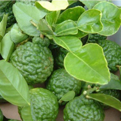 3-4 Year Old (3-3.5 Ft) Kaffir Lime Tree