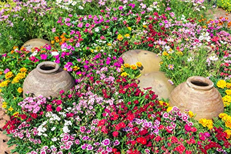 Easy Gardening Roll Out Flowers Wildflower Ground Cover Garden kit - CGC3000-3 Pack - 10-Foot 10-inch Garden Innovations