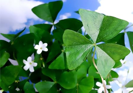 Lucky Green Shamrock 10 Bulbs - White Flowers/Edible Leaves - Oxalis regnelli