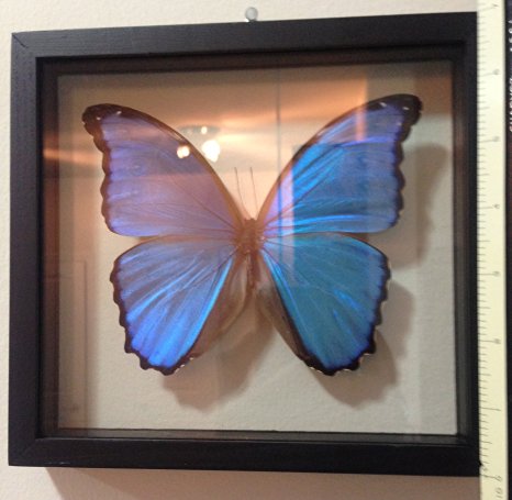 Real Blue Morpho Butterfly Framed and Mounted in Black Display