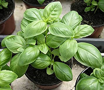 Go Green Sweet Genovese Basil Organic Seeds (Pack of 100 seeds)