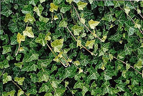 Hirt's Baltic English Ivy 4 Plants - Hardy Groundcover - 1 3/4" Pots