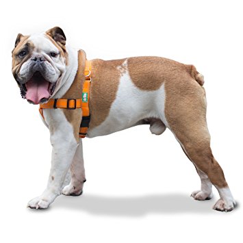 Professional Quality No Pull Dog Harness by GoPets in Safety Orange w Reflective Stitching, Includes Waste Bag Attachment, for Medium Large XL Dogs