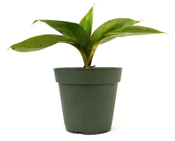 9Greenbox - Dwarf Banana Plant - 4" Pot