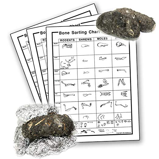 OnlineScienceMall Barn Owl Pellets - Large: 1.5 - 2.25 Inches - Pack of 5 with Bone Sorting Chart