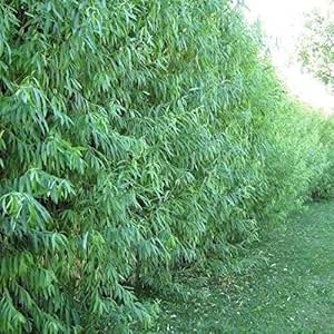 50 Hybrid Willow Tree Cuttings to Grow - Fastest Growing Tree in The World - Fast Privacy Hedge, Shade Trees - Grow Aussie Willow Trees