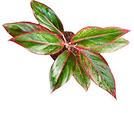 THE FOUR SEASONS AGLAONEMA SIAM AURORA LIPSTICK RED NATURAL LIVE PLANT IN POT