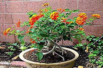 50 Lantana Bonsai Tree Seeds - Exotic Flowering Bonsai Tree - Made in USA, Ships from Iowa