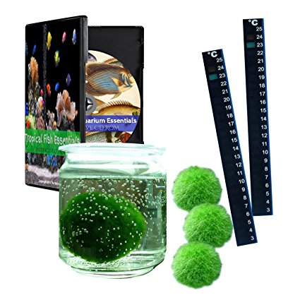 Marimo Moss Balls - LIVE & REAL - Premium Fish Tank Aquarium Cladophora Aegagropila Fresh Plants - 4 Pack Dense Green Living Decorations PLUS Adhesive Thermometer & CD ROM COMBO (Xlarge 1.9" - 2.75")