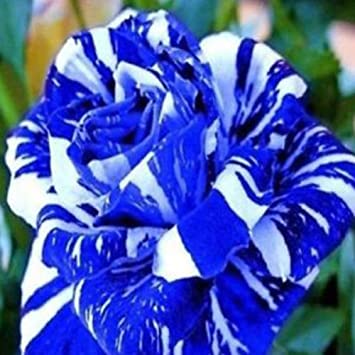 Blue Dragon Rose, 20, 200 Or 2000 Seeds - 20 Seeds