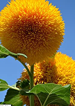 Teddy Bear Sunflower Seeds | 20 Seeds | Exotic Garden Flower | Sunflower Seeds for Planting | Great for Hummingbirds and Butterflies