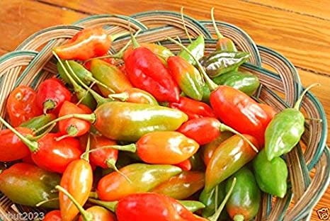 Sweet Datil Pepper - 20 Seeds (Capsicum Chinense) - From St. Augustine, Florida.