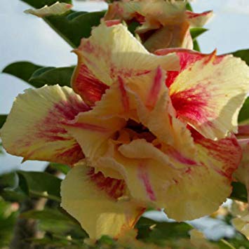 Rare Adenium Obesum, Double Flower, Grafted Mature Plant, Easy Care, Desert Rose Plant, New Hybrids, Not Just Seeds (17 Aa Tit Song Grot)